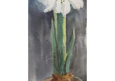 Catherine Frick Beyer - White Amaryllis watercolor
