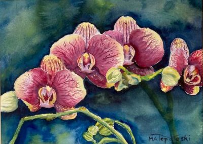 Matthew Topoleski Orchids