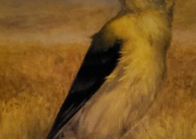 Jay Burch Grumpy Goldfinch