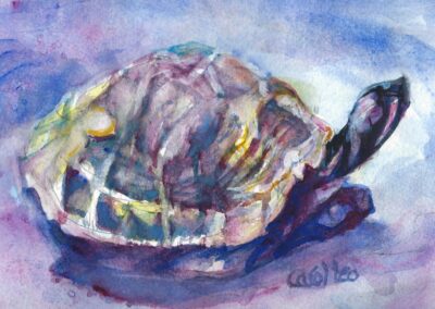 Carol Leo Turtle in Shadow